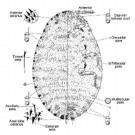   Laminicoccus pandani  
 Illustration by Williams & Watson 